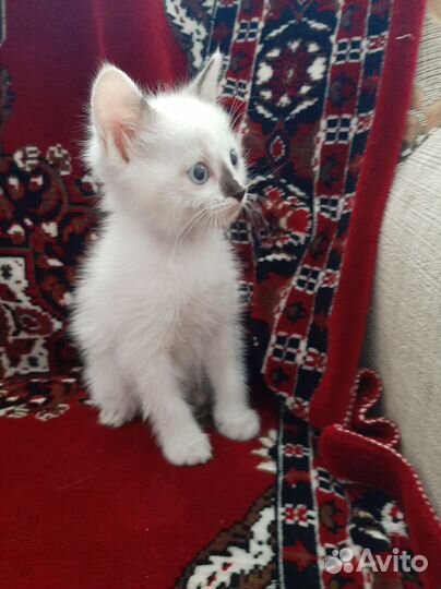 Котята в добрые руки бесплатно