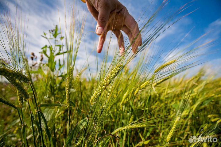 Главный специалист по качеству и сертификации