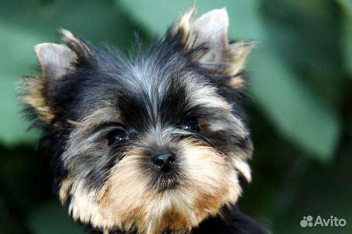 Йоркширский терьер мини девочка