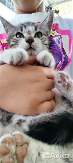 Вислоухие котята в добрые руки