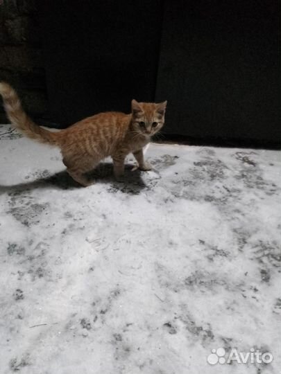 Приблудился молоденький котик на ул. Ленина 10