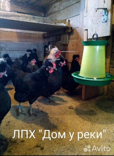 Куры породные