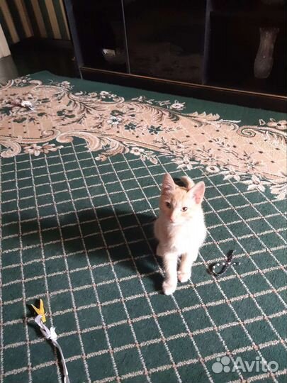 Котята