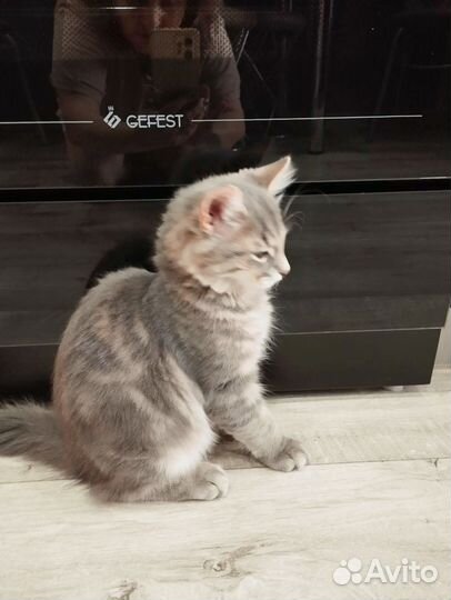 Сибирский котенок мальчик бесплатно