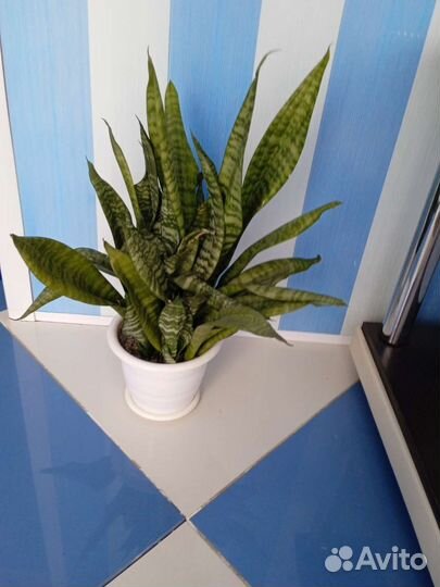 Сансевиерия