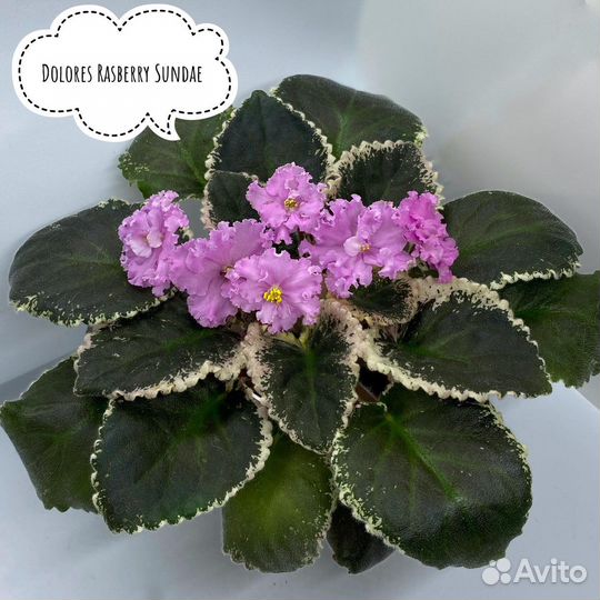 Набор 10 фиалок