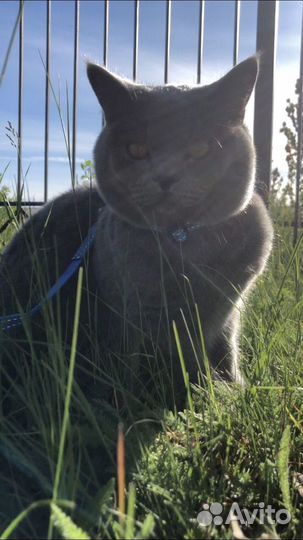 Британский кот вязка