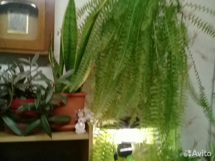 Папоротник нефролепис
