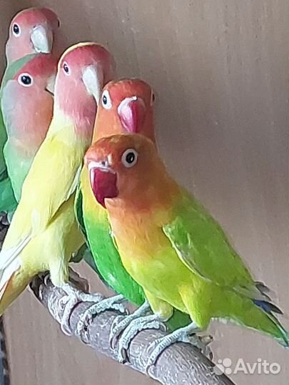 Попугаи