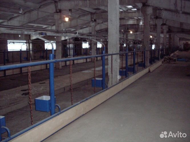 Стойловое содержание и поение на 100 голов крс