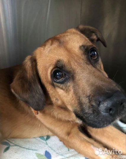 Собака в добрые руки и ищу передержку