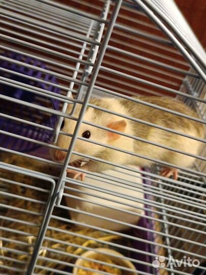 Крыса мальчик с клеткой