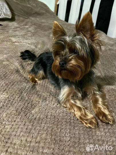 Гостиница для собак и животных / Передержка