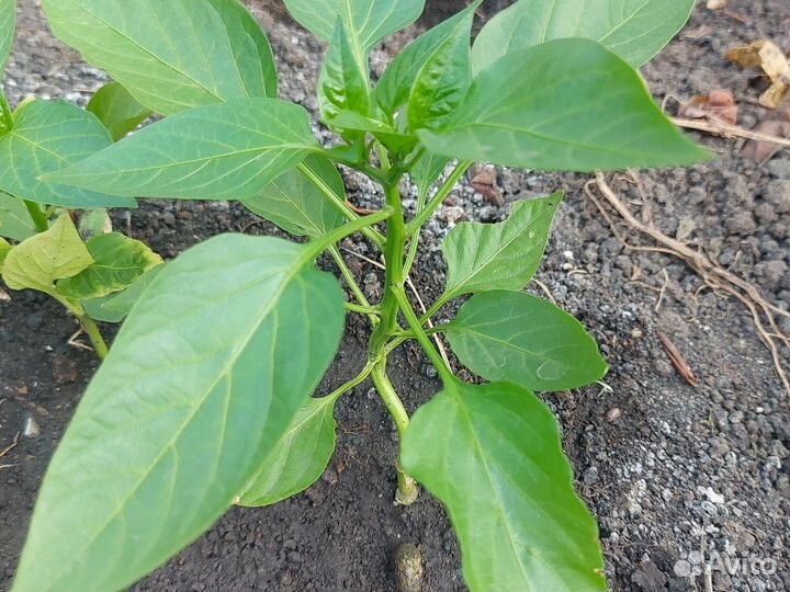 Рассада помидор