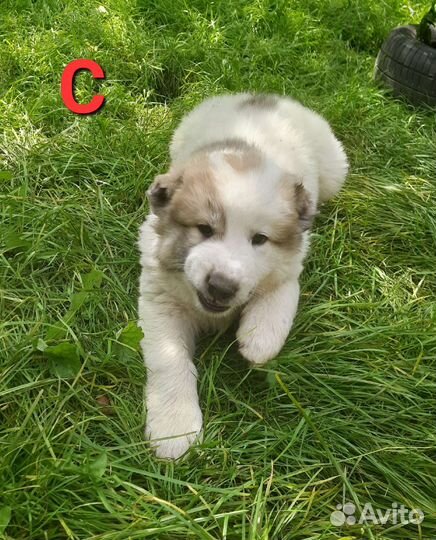 Среднеазиатская овчарка алабай щенки