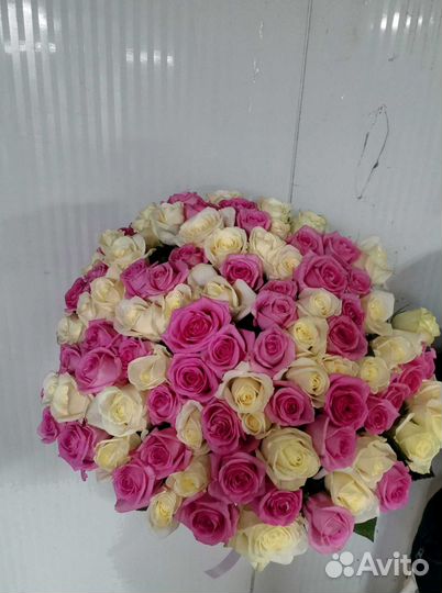 Розы 101 роза