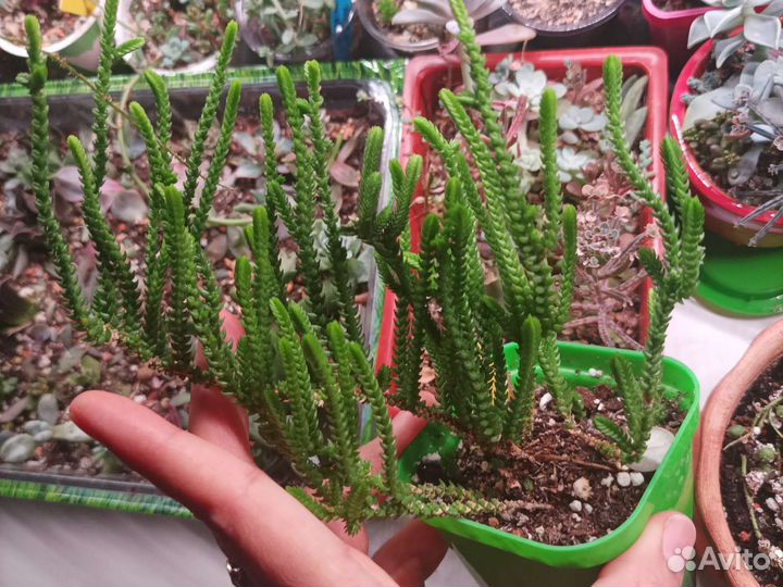 Суккуленты ч.2