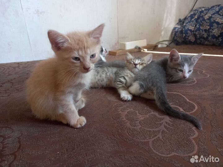 Котята в добрые руки