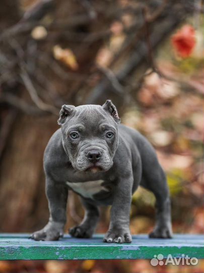 Ам Булли (голубой покет)