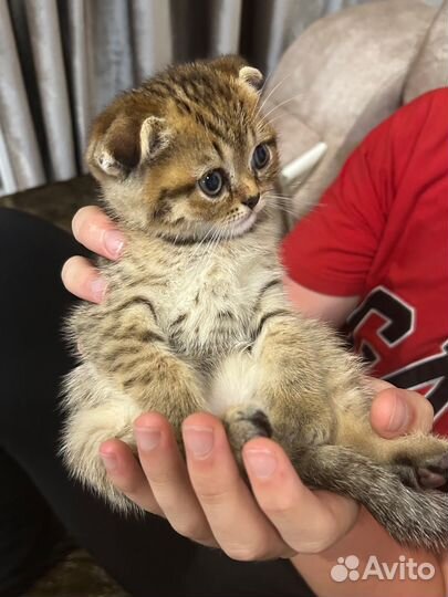 Шотландские котята