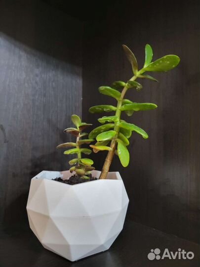 Крассула (суккулент)