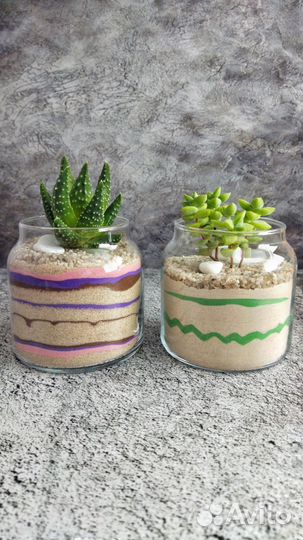 Флорариум с суккулентом хавортия маргаретифера