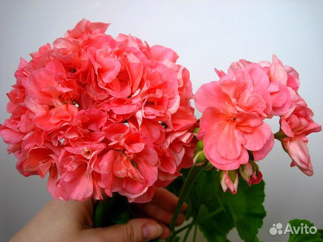 Продам розебудные герани