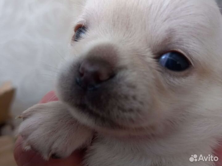 Щенки чихуаху