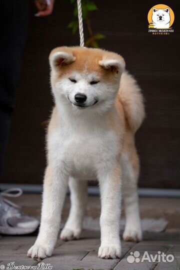 Продается девочка Акита-ину