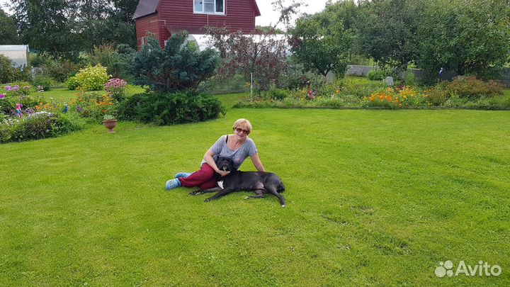 Выгул собак