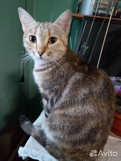 Кошки в добрые руки даром