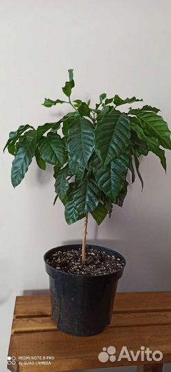 Кофе Арабика