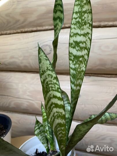 Сансевиерия Зейланика