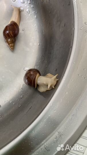 Улитки ахатины