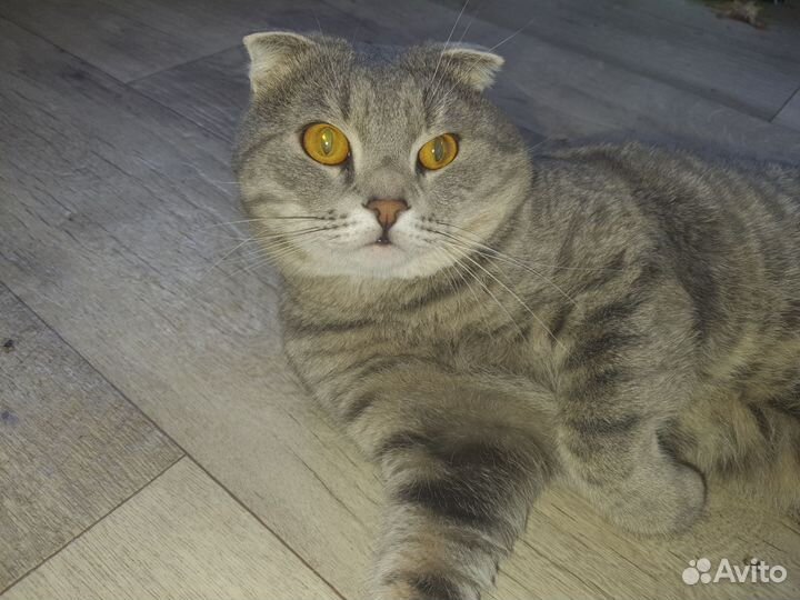 Кот вислоухий