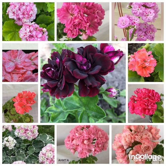 Сортовые пеларгонии