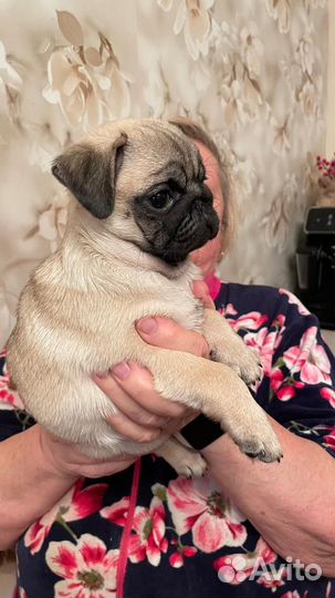 Щенок мопса