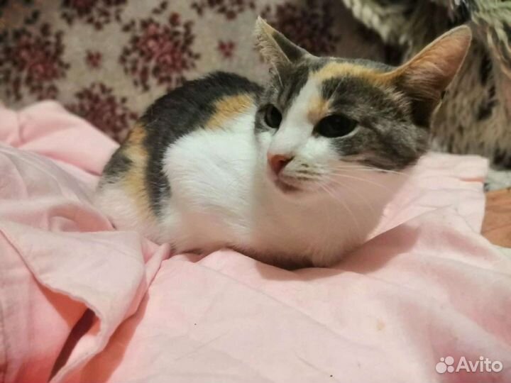 Джеззи ищет дом