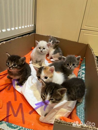 Котята в добрые руки бесплатно