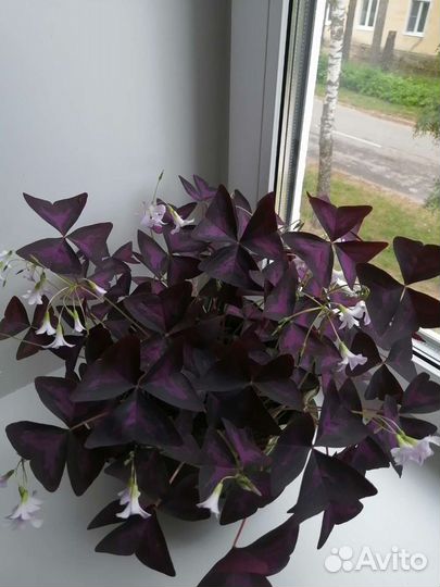 Кислица, бабочки (оксалис). Педилантус