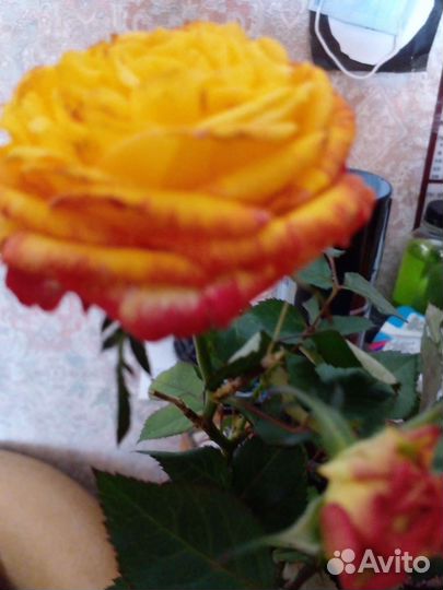 Кустовые розы