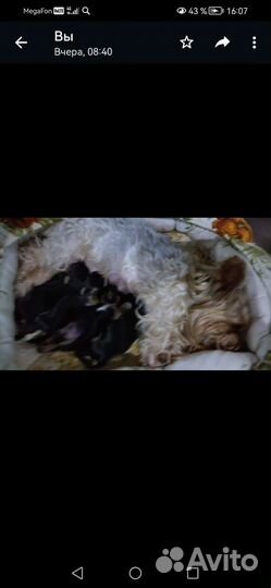 Йоркширский терьер щенки