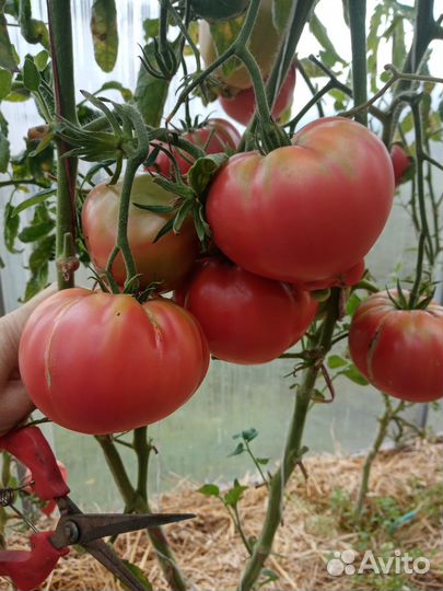 Семена томатов