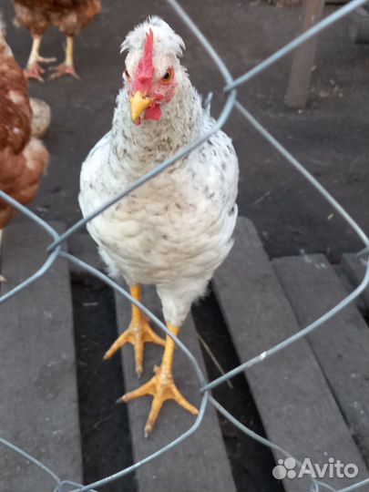 Молодые петушки