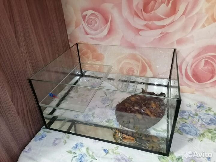 Красноухая черепаха с аквариумом