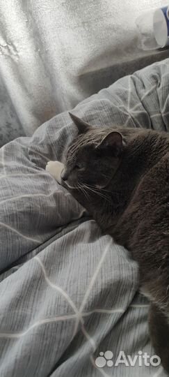 Зоогостиница для животных