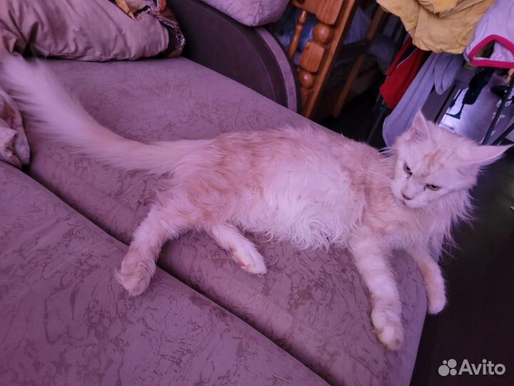 Котята Мейн Кун