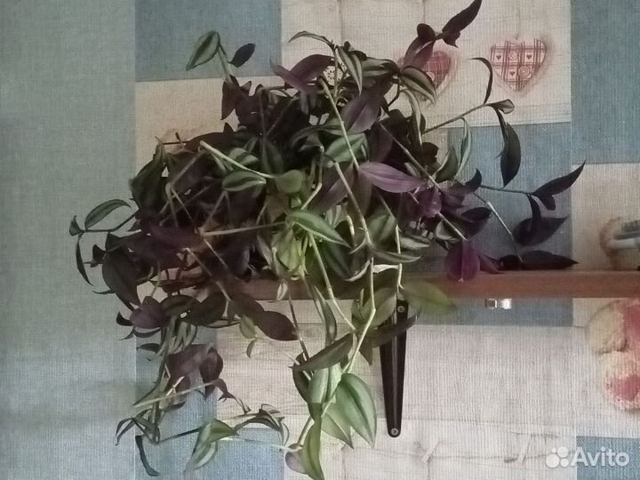 Традесканция