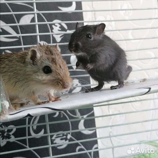 Монгольская песчанка