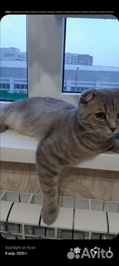 Британский кот